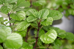 Plectranthus verticillatus