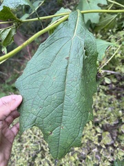 Smallanthus uvedalia