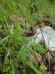 Fritillaria camschatcensis