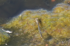 Ischnura fluviatilis