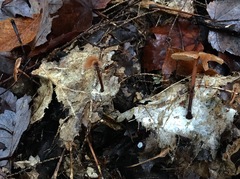 Gymnopus brassicolens