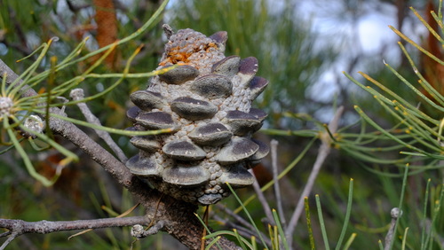 Image of Banksia tricuspis by (c) Peter Crowcroft, some rights reserved (CC BY)