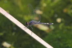 Erythrodiplax nigricans