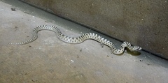 Arizona elegans