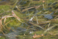 Ischnura fluviatilis