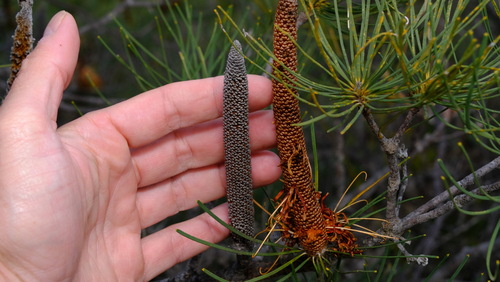 Image of Banksia tricuspis by (c) Peter Crowcroft, some rights reserved (CC BY)