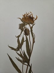 Helianthus nuttallii