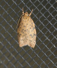 Garrha atripunctatella