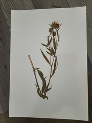 Helianthus nuttallii