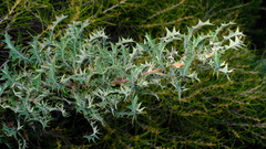 Banksia armata armata