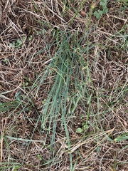 Allium vineale