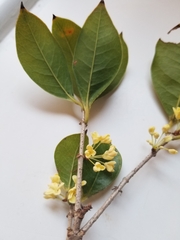 Osmanthus fragrans