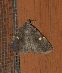 Idia diminuendis
