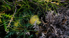 Banksia armata armata