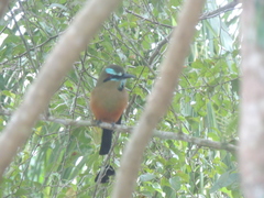 Eumomota superciliosa