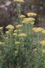 Ozothamnus obcordatus