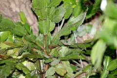 Plectranthus verticillatus
