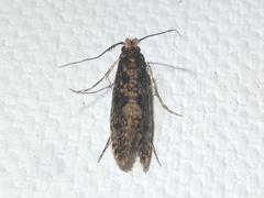 Cephitinea obscurostrigella