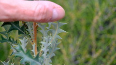 Banksia armata armata