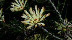 Petrophile brevifolia