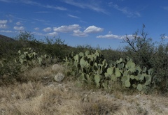 Opuntia engelmannii