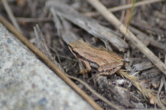 Pseudacris triseriata