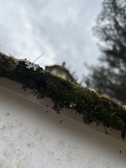 Forsstroemia trichomitria