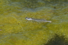 Ischnura fluviatilis