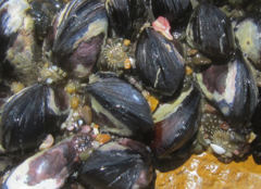 Anthopleura
