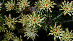 Petrophile brevifolia
