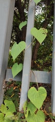 Dioscorea galeottiana