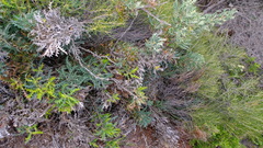 Banksia armata armata