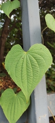 Dioscorea galeottiana