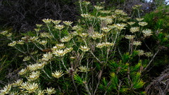 Petrophile brevifolia