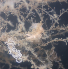 Trinchesia albocrusta