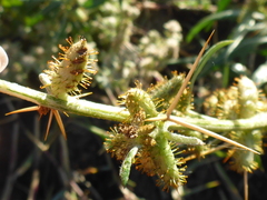 Xanthium spinosum