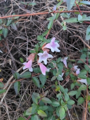 Abelia × grandiflora