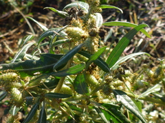Xanthium spinosum