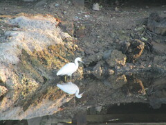 Egretta thula