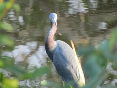Egretta caerulea