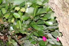 Schlumbergera truncata