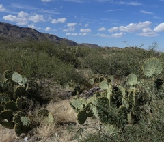 Opuntia engelmannii