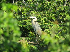 Ardea herodias