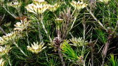 Petrophile brevifolia