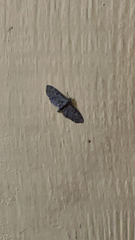 Eupithecia miserulata