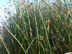 Schoenoplectus californicus