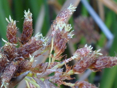 Schoenoplectus californicus