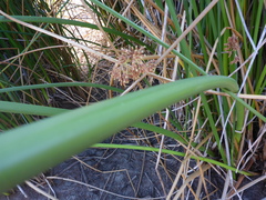 Schoenoplectus californicus