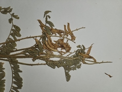 Astragalus drummondii