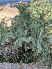 Astragalus nuttallii